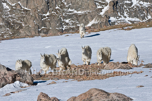 Mountain Goat