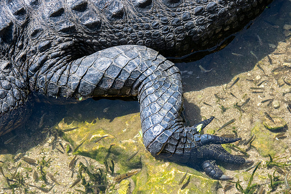Alligator