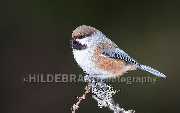 Boreal Chickadee