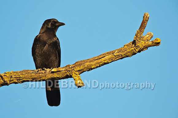American Crow