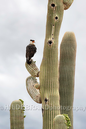 Crested Caracara