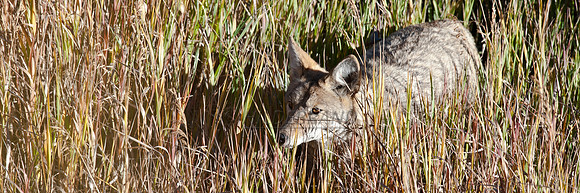 The Stalk