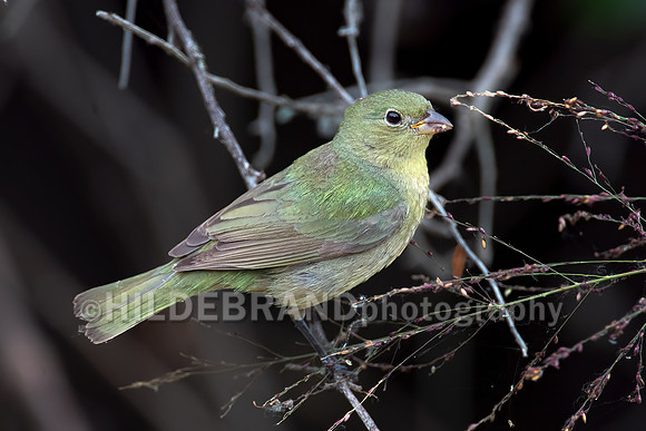 Painted bunting
