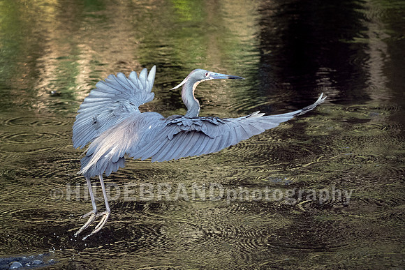 Tricolored Heron