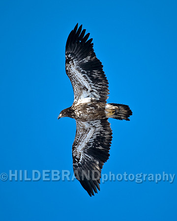 Bald Eagle - Immature