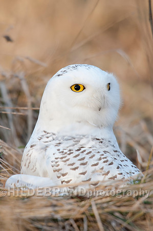 Snowy Owl