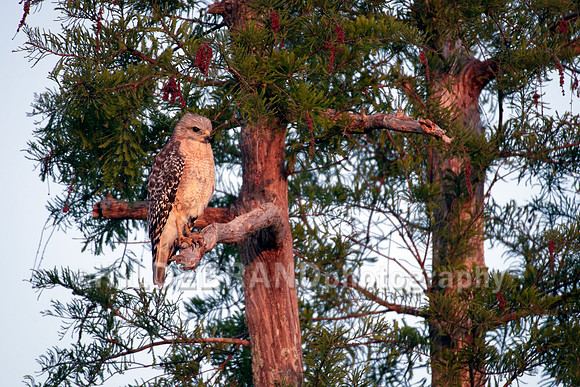 Red-shouldered hawk