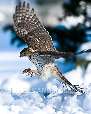 Cooper's Hawk