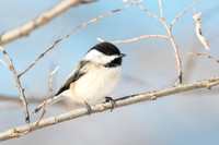 Black-Capped Chickadee