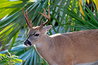 Key Deer