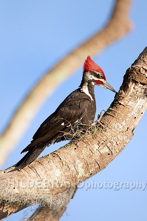 Pileated Woodpecker
