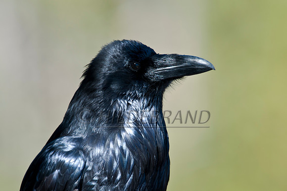 Raven Profile