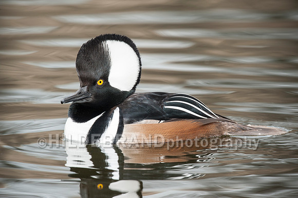 Hooded Merganser