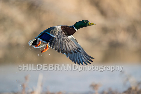 Mallard