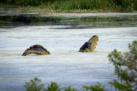 Alligator