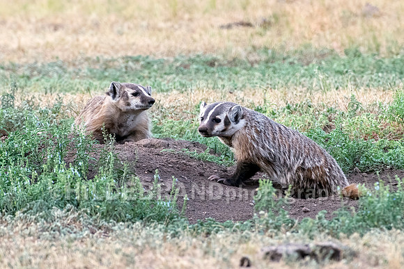 Badger
