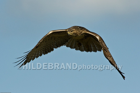 Banded Immature Red-Tailed Hawk