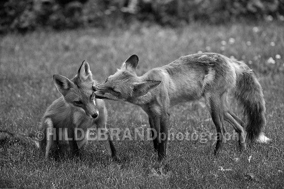 Neighborhood Red Fox
