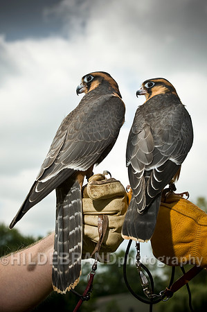 Aplomado Falcon Pair