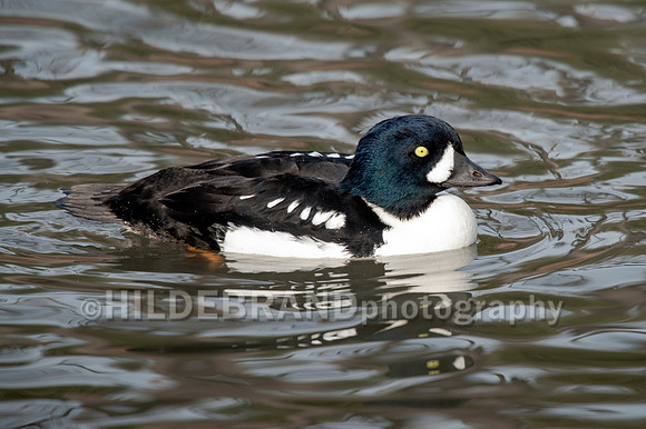 Barrow's Goldeneye