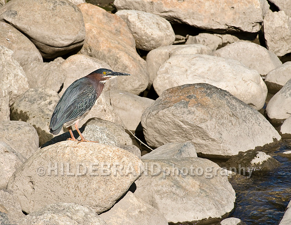 Green Heron