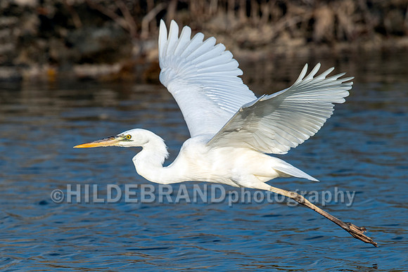 Great White Heron