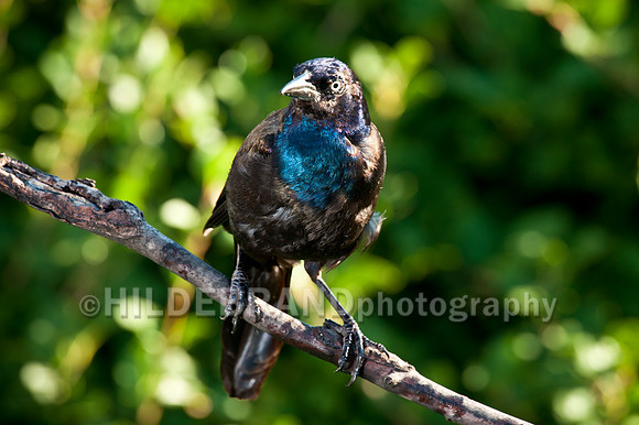 Common Grackle