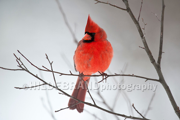 Northern Cardinal