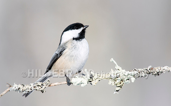 Black-capped Chickadee