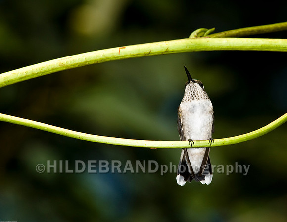 Ruby-Throated Hummingbird