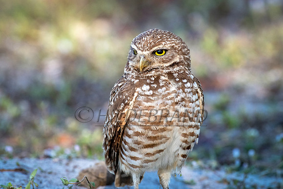 Burrowing Owl