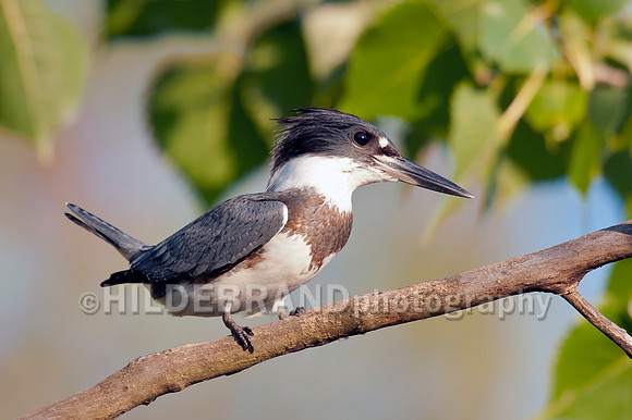 Belted Kingfisher