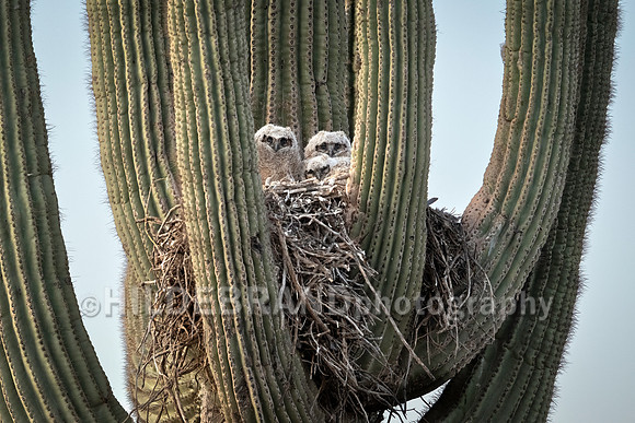 Great Horned Owl