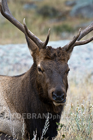Bull Elk