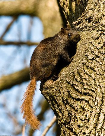 Squirrel with Red Tail