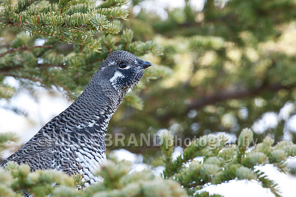 Spruce Grouse