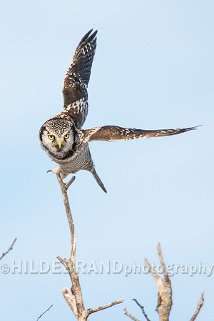 Northern Hawk-Owl