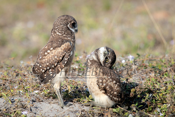 Burrowing Owl
