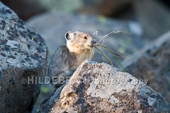American Pika