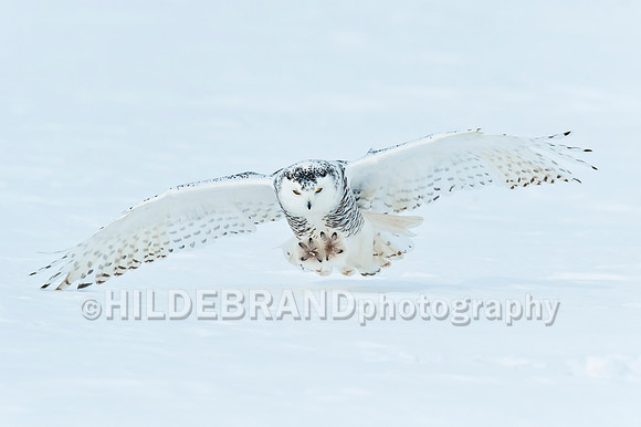 Snowy Owl