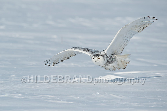 Snowy Owl