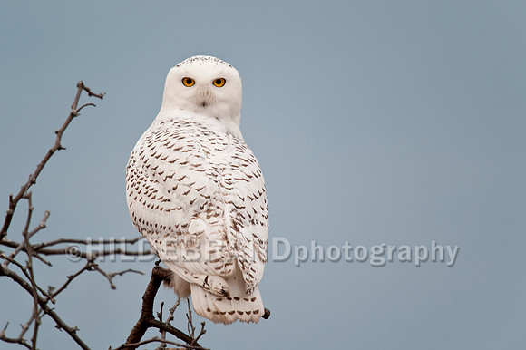Snowy Owl