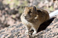 Pika