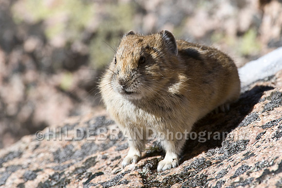American Pika
