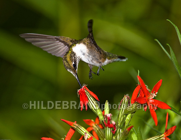 Ruby-Throated Hummingbird "Immature Male"