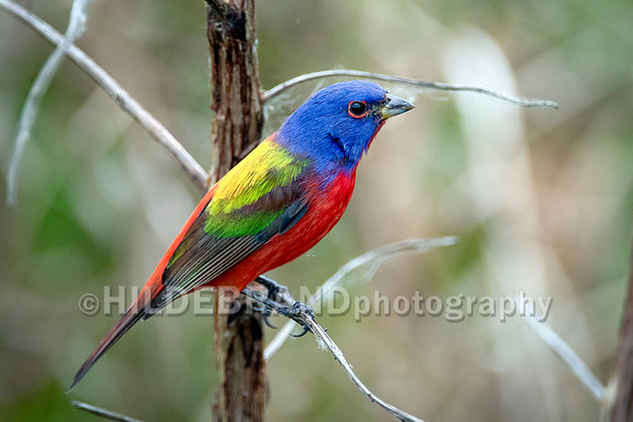 Painted bunting