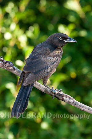 Common Grackle