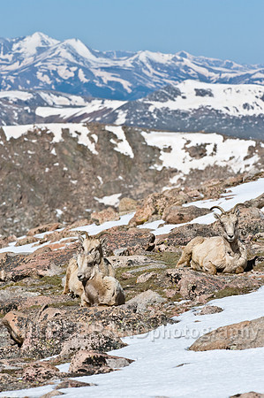 Rocky Mountain Bighorn Sheep