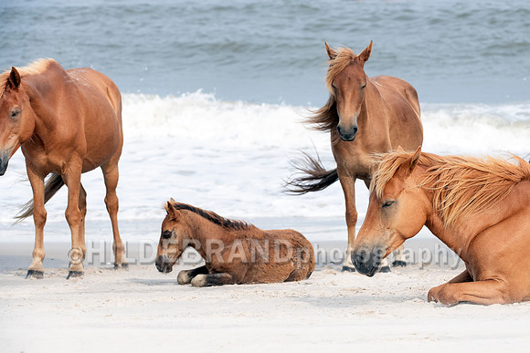 Chincoteague Pony
