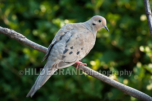 Mourning Dove